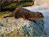 nutria-marina.jpg