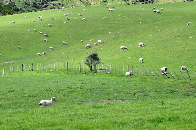 [sheeps1.jpg]