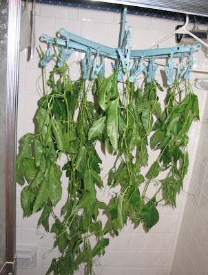 hanging passionflower to dry, drying the leaves