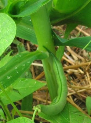 beans and corn