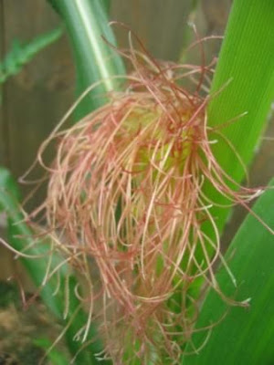 sweet corn female flower