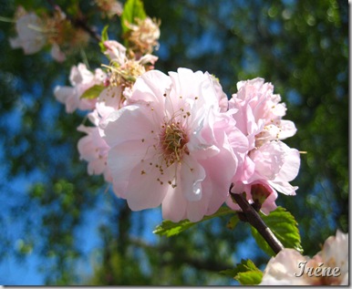 IMG_9465 IMG_9465