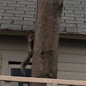 Eastern gray squirrel