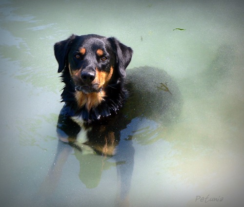 Badehund 1