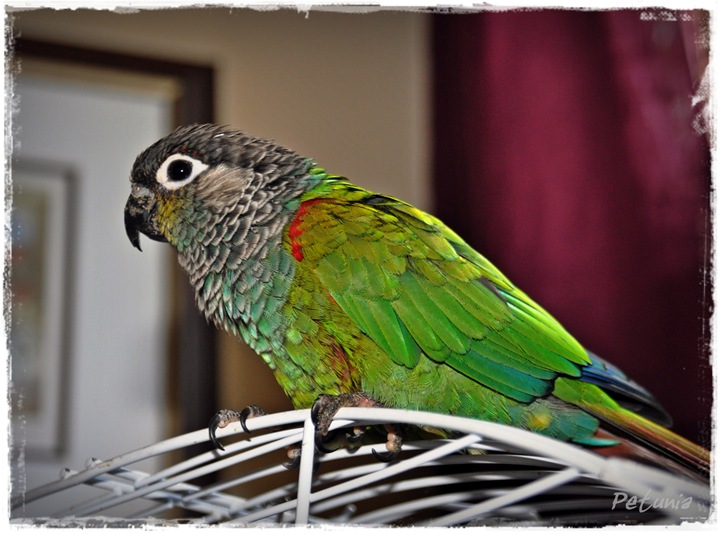 Paddy 2