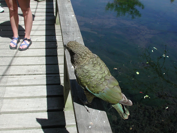 Spotting Image 1