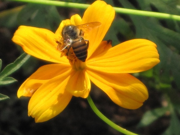 [Bee1[7].jpg]