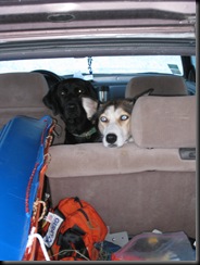 juneaulake_dogs waiting