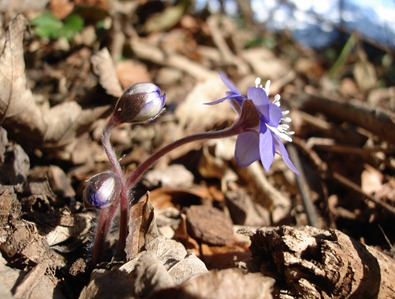 Leberblümchen 2