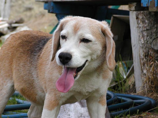 [Cão[4].jpg]