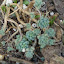 Sedum Suendenmanii
