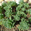 Sedum Pachyclados