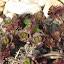 Sedum Spurium Bronze Carpet