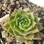 Sempervivum Asteroid