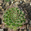 Sempervivum Angustifolium