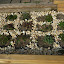 mattskiva's Rock garden