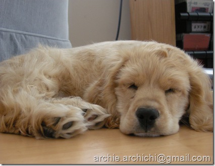 Puppy!Q 051