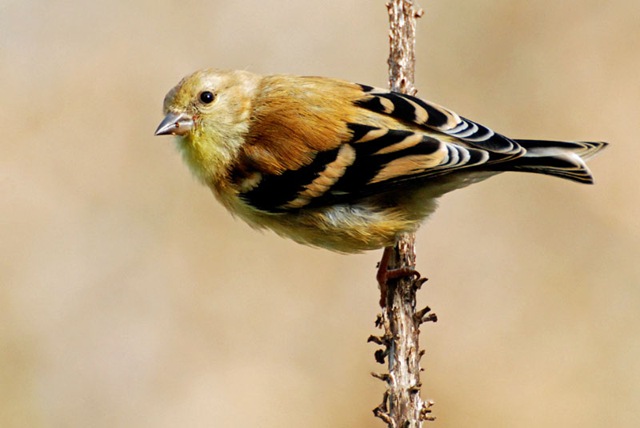 [goldfinch bird[2].jpg]