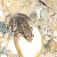 Close-up, frog! &ndash; 01-Aug-2010