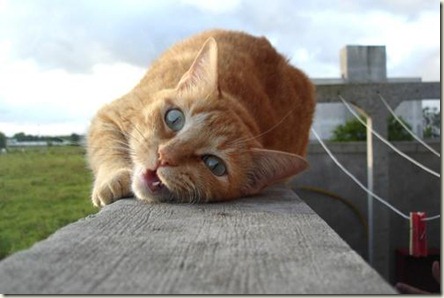 gata gata