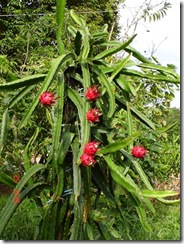 dragon_fruit