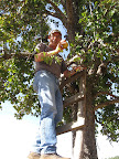 Picking pears at the ranch outside  Cerocahui