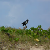  &ndash; Crow perched at Lumley Beach…. © 2007 NHA Photos