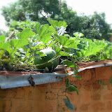  &ndash; Pumpkins growing on roof of outhouse…. © 2007 NHA Photos