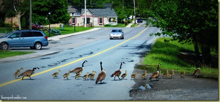 geese 005_1000T geese 005_1000T