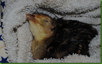 Canyons_Turkey_BabyBirds 024_800