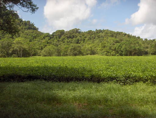 Daintree Tea Company