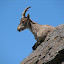 020-Cabra montesa.jpg