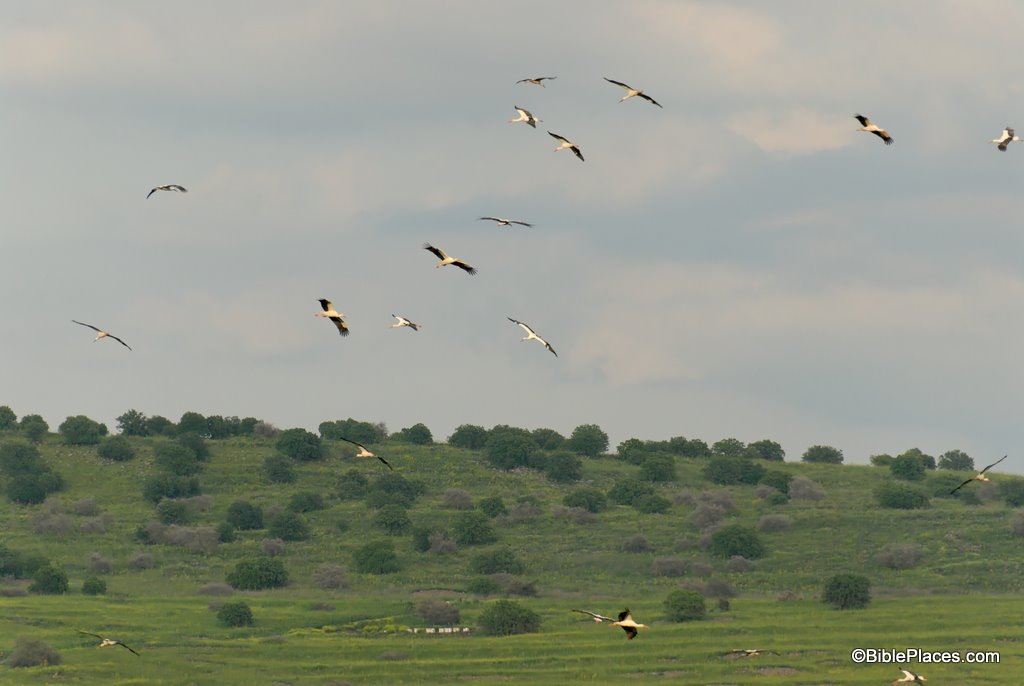 [Birds near Jordan River north of Sea of Galilee, tb032807101dxo[3].jpg]