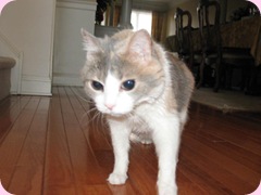 IMG_1595 IMG_1595
