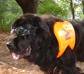 newfoundland life jacket