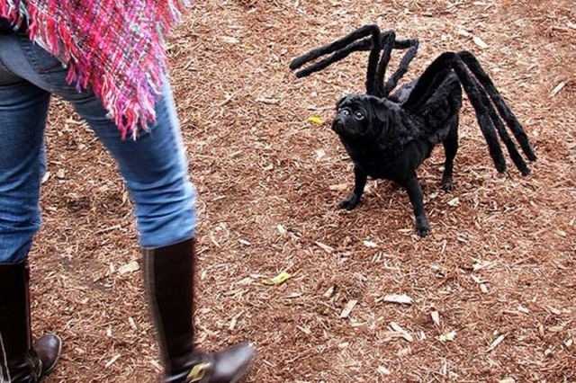 [happy_halloween_640_02[5].jpg]