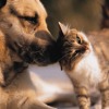 Pets and Animals