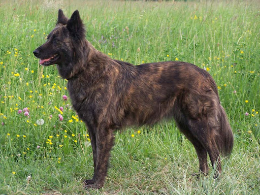 dressage chien de berger