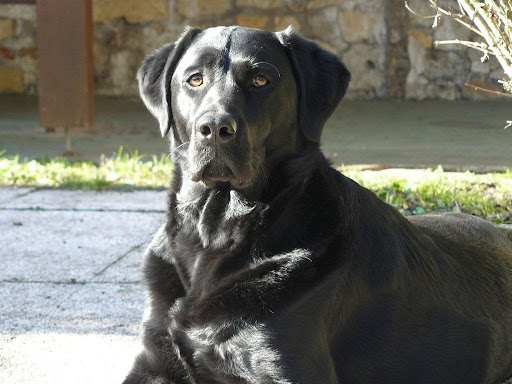 dresseur labrador 17