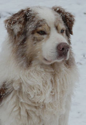 dresseur de chien en charente maritime 