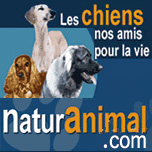 education chien