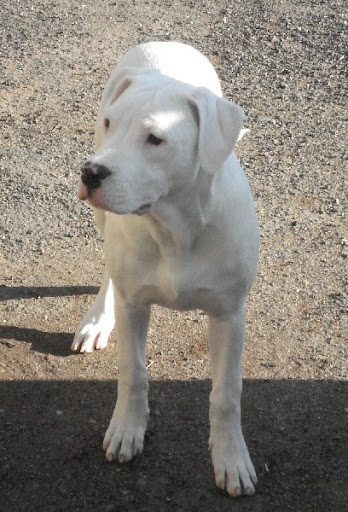 dogue argentin 17