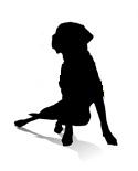 education canine les 3 piliers