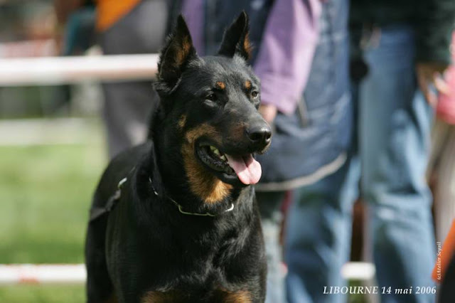 Education canine en Charente Maritime (17)