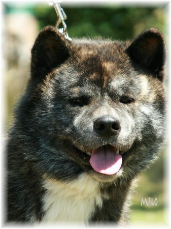 dresssage ducation canine