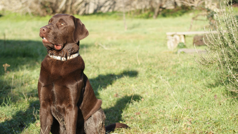 adresse
educateur canin