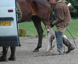 chien chasse a courre