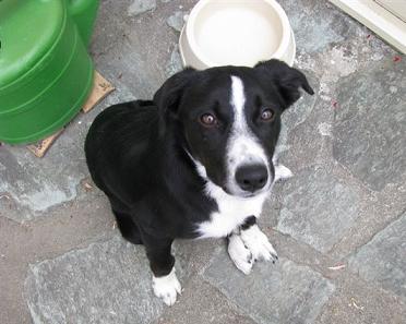 border collie charente maritime