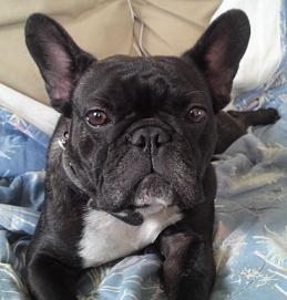bouledogue fran�ais charente maritime