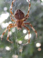 spider2.jpg